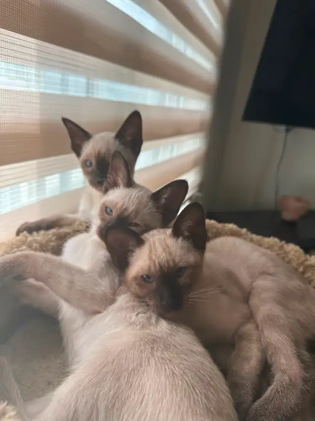 Chatons Siamois oriental in Cats & Kittens for Rehoming in Saint-Hyacinthe - Image 10