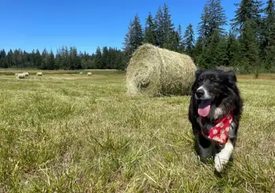 First Cut Hay, View more