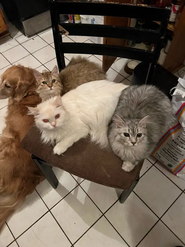 Ragdoll &amp; pure Persian-UPDATED