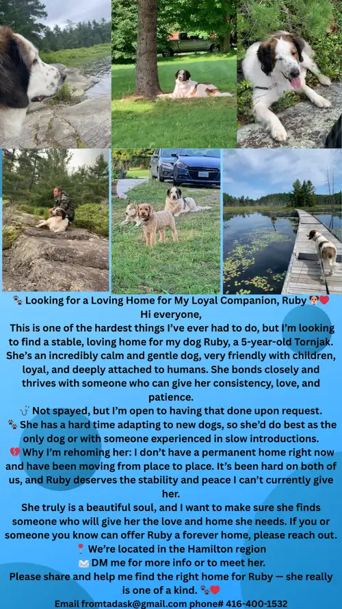 Meet Ruby – A Loving Tornjak in Need of a Stable Home Name: Ruby Breed: Tornjak (Livestock Guardian...