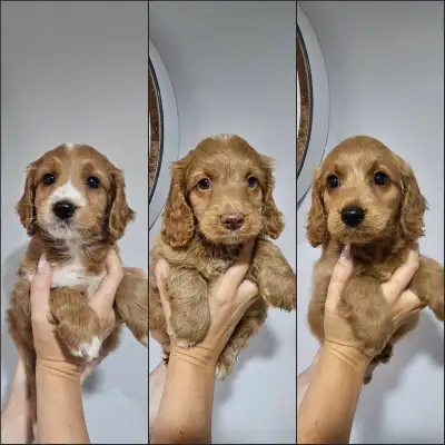 Premium Cockapoo Puppies for Sale, View more