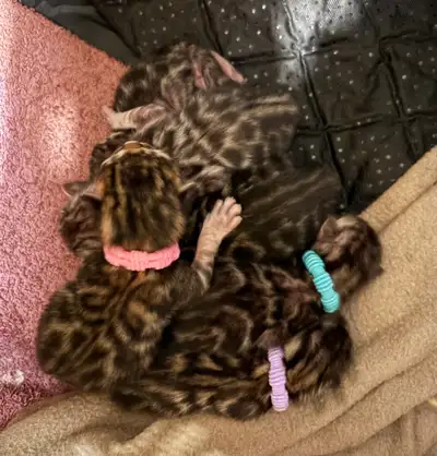 TICA registered Bengal Kittens, View more