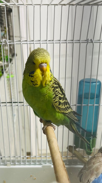 1.5 months old Female English Budgie need a lovely home 