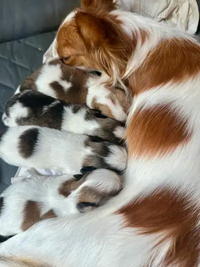 Chihuahua and Chion litters, View more