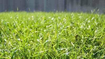 Lawn Mowing & Trim Service , View more