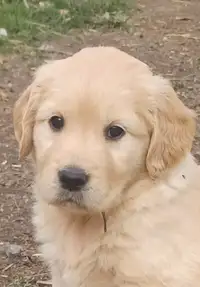 Gorgeous.Golden retriever puppies M/F