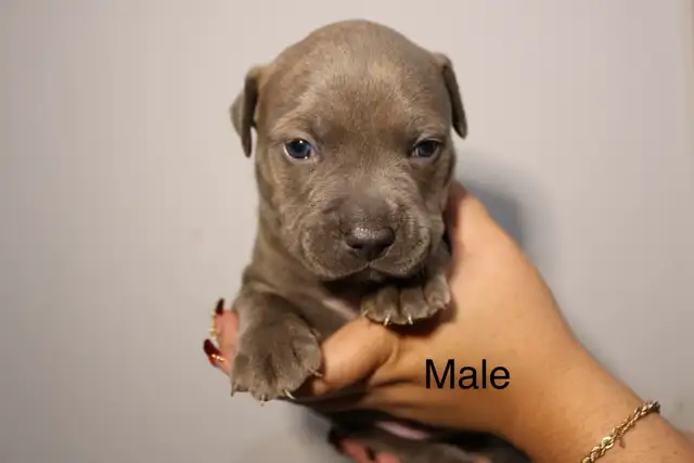 PUPPIES FOR SALE - TORONTO ON in Dogs & Puppies for Rehoming in City of Toronto - Image 6