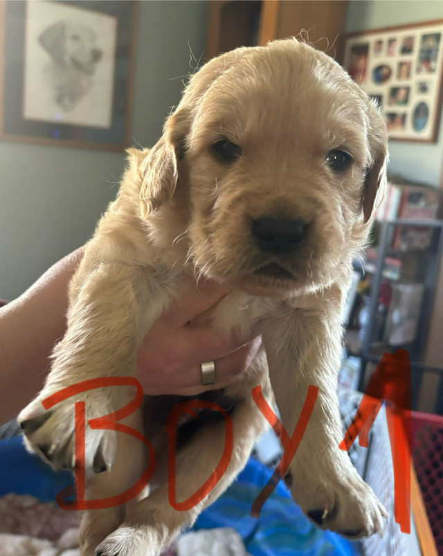 GOLDEN RETRIEVER PUPPIES FOR SALE in Dogs & Puppies for Rehoming in Brandon