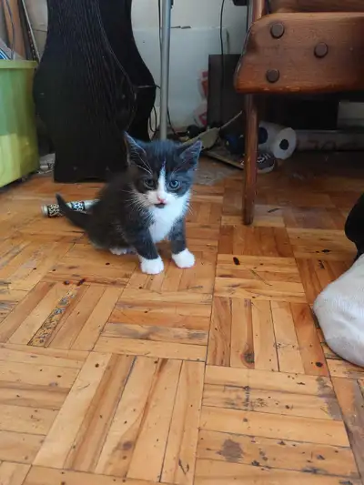 4 chatons noir et blanc à vendre. Il mange et vont dans la Litière. Son nés le 2 mai.