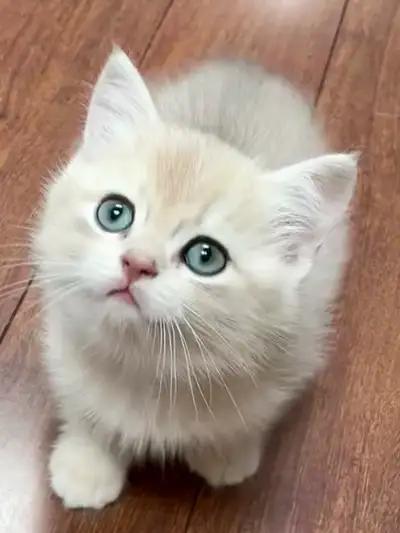 TICA registered British shorthair and longhair, View more