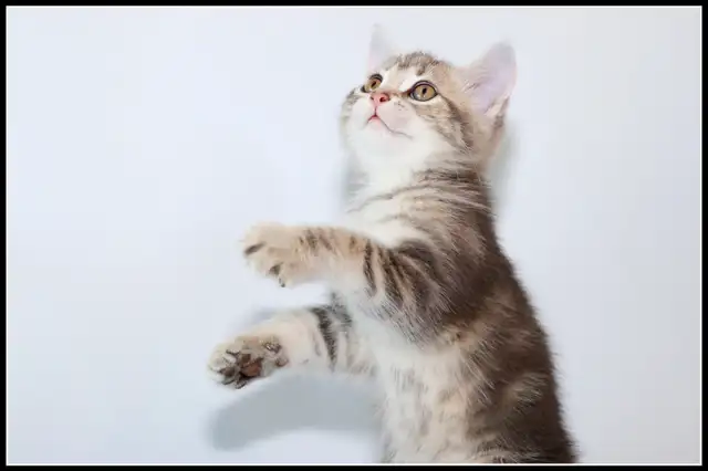 Adorable petit chaton femelle • croisée Bengal in Cats & Kittens for Rehoming in Lévis - Image 9
