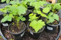 Young Everbearing Raspberry plants