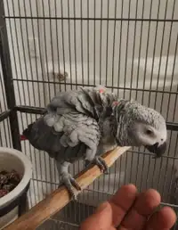 African grey red factor female