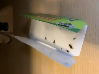 BEDBUGS, MICE, COCKROACH, BEDBUG, ANTS, WASP, PEST CONTROL64578847966595124