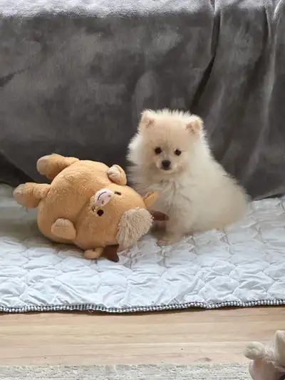 Pomeranian Puppies, View more