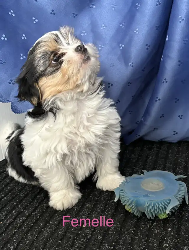 Morkies tricolores au pelage fourni ! in Dogs & Puppies for Rehoming in Victoriaville - Image 8