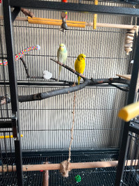 Budgies for rehome