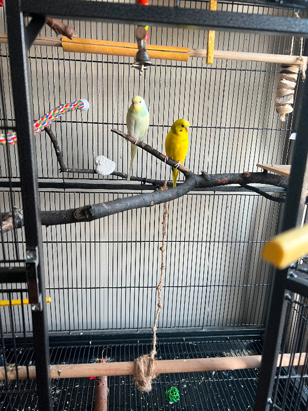 Budgies for rehome in Birds for Rehoming in North Bay