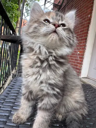 Kittens for adoption ready to rehome, View more