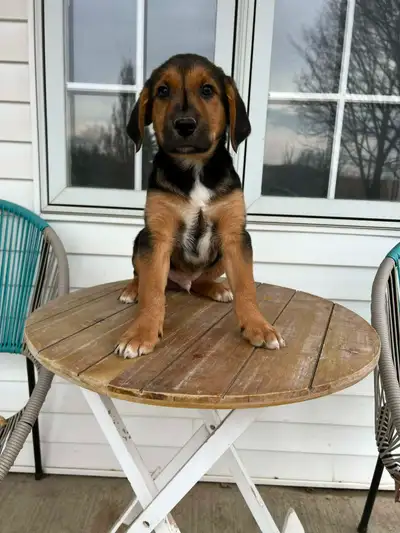 Adorable puppies available and ready to go! we have 4 males and 1 female available. They are amazing...