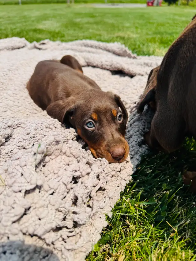 European Doberman Puppies in Dogs & Puppies for Rehoming in Hamilton - Image 6