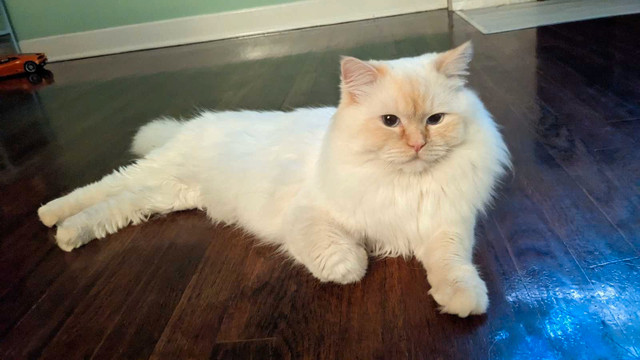 Flame Point Male Ragdoll in Cats & Kittens for Rehoming in City of Halifax