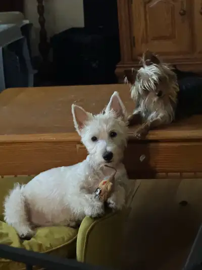 chiot Westie, View more