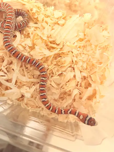 chihuahuan mountain kingsnake , View more