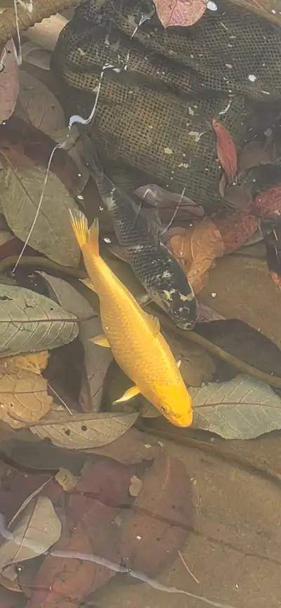 Pond Koi Fish, View more