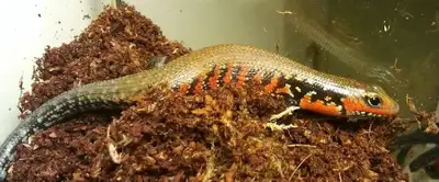 Fire Skinks (Two for $320), View more