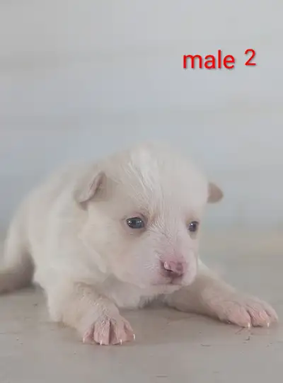 Pomsky puppies 3rd generation, View more