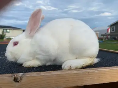 11 week old Rex kits $15 each 1 white male kit 1 white female kit Can meet in Onoway, Spruce or St....