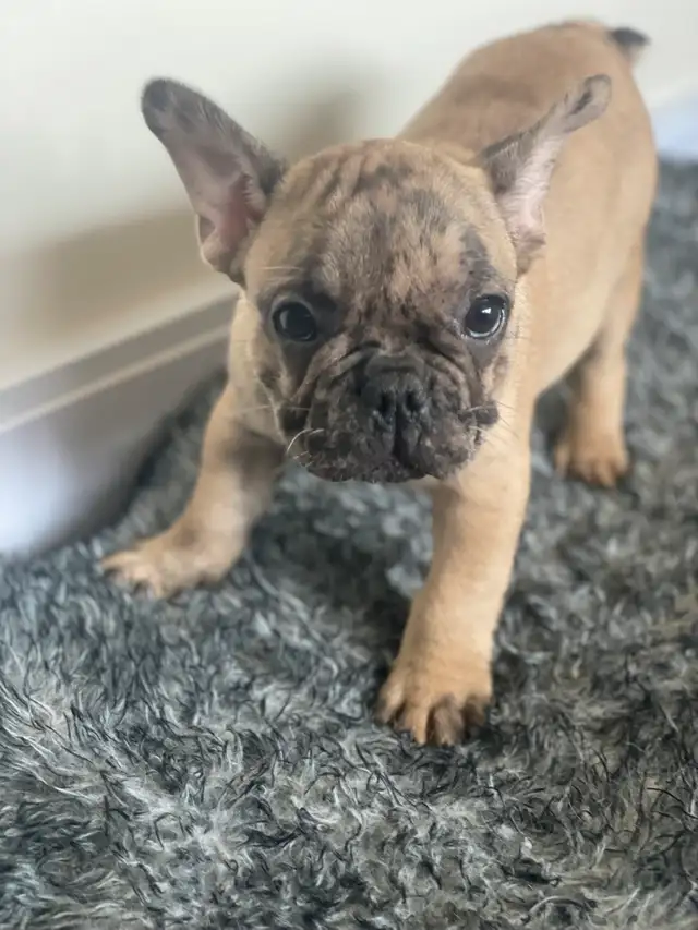 chiot bulldog français, frenchie puppies in Dogs & Puppies for Rehoming in City of Montréal - Image 4