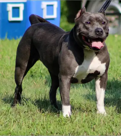 Adopt VIDA!! Sweet Blue Classic UKC Adult - Family Companion, View more