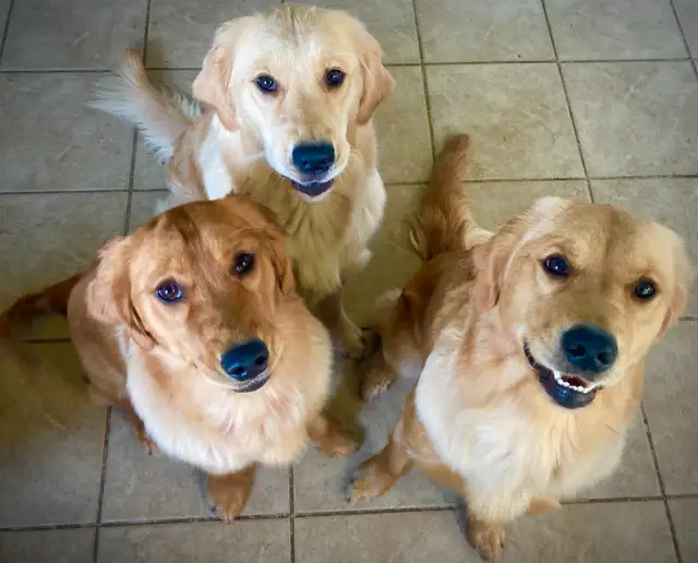 CKC Registered Golden Retriever Puppies in Dogs & Puppies for Rehoming in London - Image 7