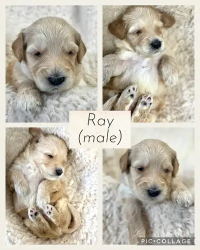 Our focus is on Quality, Health, Temperaments & Socialization to create dogs that heal hearts & chan...