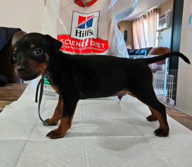 Miniature pinscher puppies in Dogs & Puppies for Rehoming in Winnipeg - Image 9