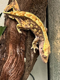Male Crested Gecko