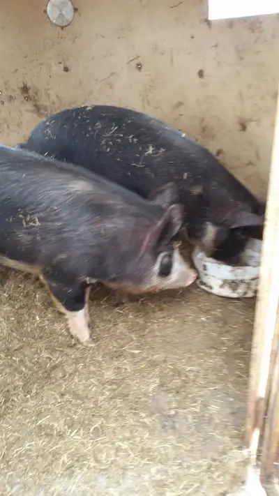 Butcher Pigs, View more