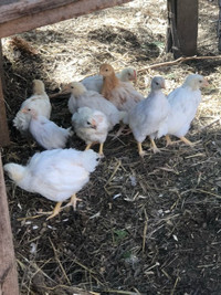 Chicks Maran/Barnyard Mix