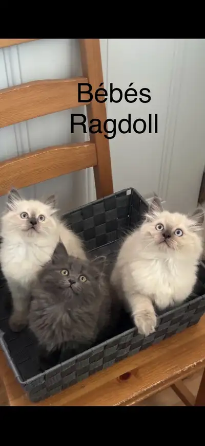 Bébés Ragdoll, View more