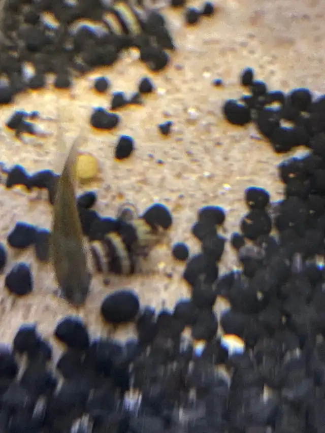 Assassin snails in Fish for Rehoming in Kingston - Image 3