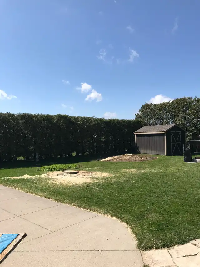 tree trimming and removals / stump grinding 63009266595971122