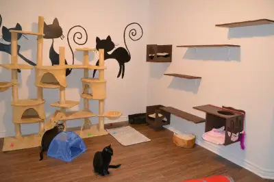 Vous recherchez une pension pour chat sans cages ou votre chat a sa propre chambre privée sans conta...