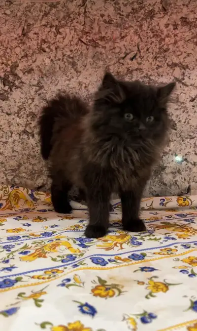 Siberian male and females kittens , View more