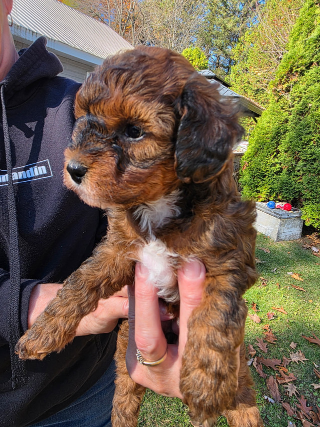 bebes caniches dans Chiens et chiots à adopter  à Ville de Québec - Image 4