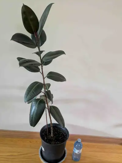 House plants for sale, View more
