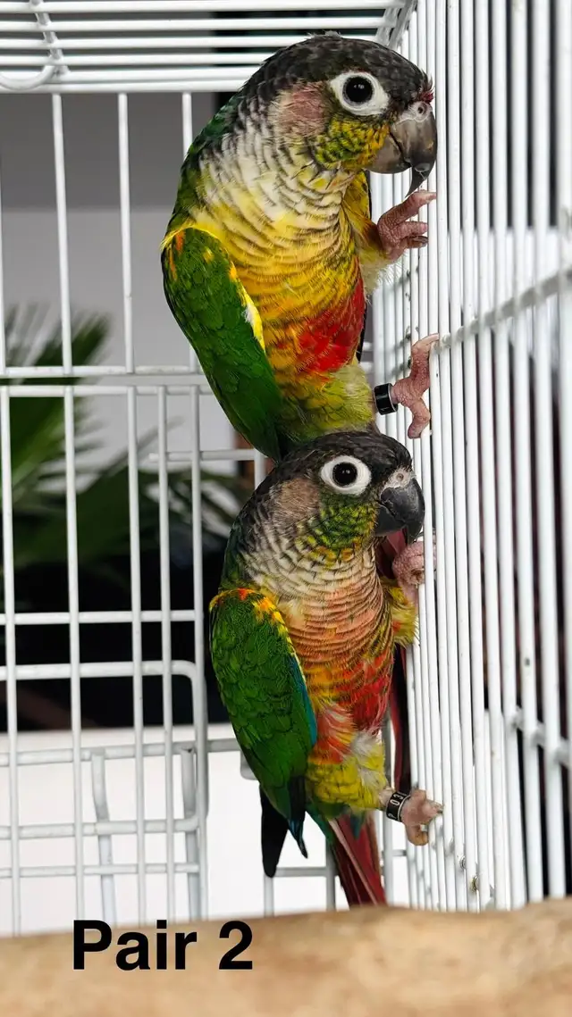 downsizing aviary  in Birds for Rehoming in Calgary - Image 3