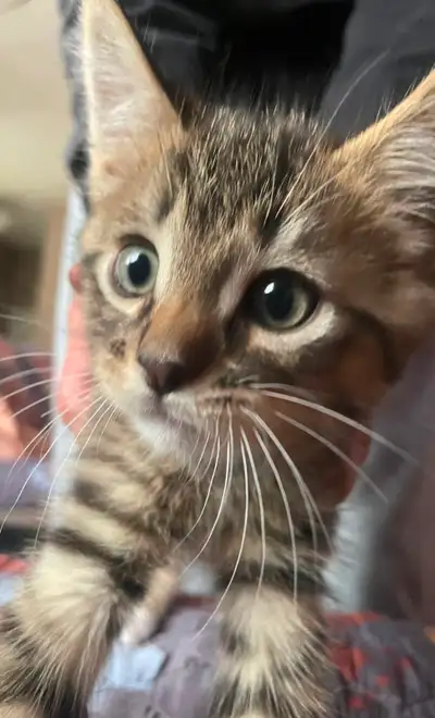 Kittens for rehoming!! (available for today), View more