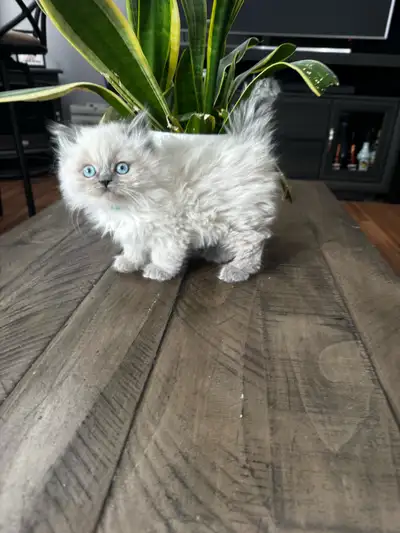 ❤️Chatons himalayen bleu point,vacciné et disponible ❤️, View more